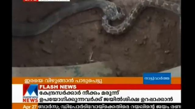 King cobra eat python | Manorama News