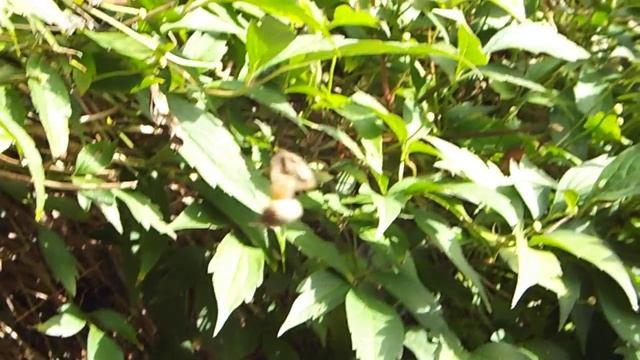 Spider spinning  orb web