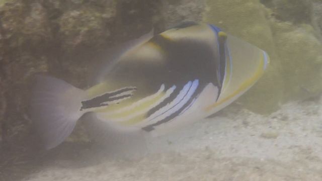 Lagoon Trigger fish