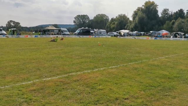 Lumini at Czech Discdog Championships 2021 - FS 1