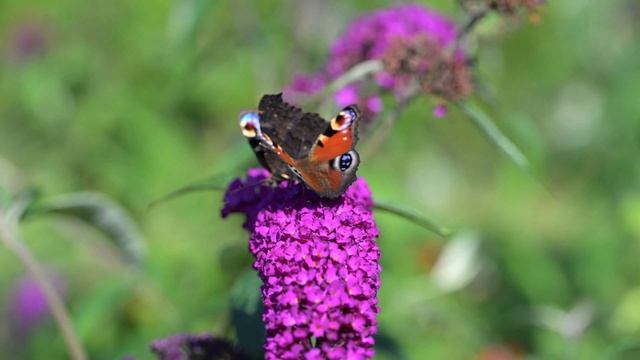 Peacock butterfly