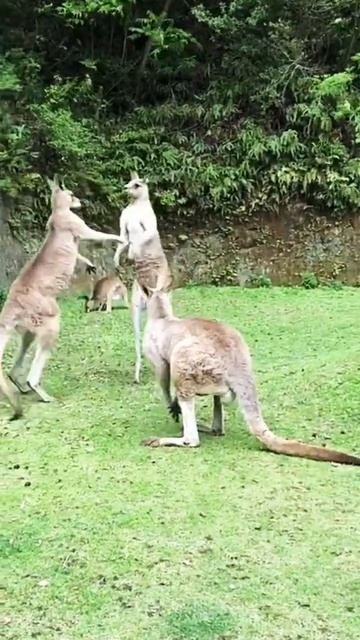 kangaroo funny fight  video #short