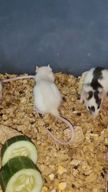 Hi pets lovers "Dumbo Rats" are available for sale in Bangalore contact +919535539355 ......