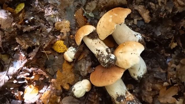 Ліс в якому Грибів БІЛЬШЕ чим патиків///🍄🍄🍄///ГРИБИ 2022.. mushrooms🇺🇦