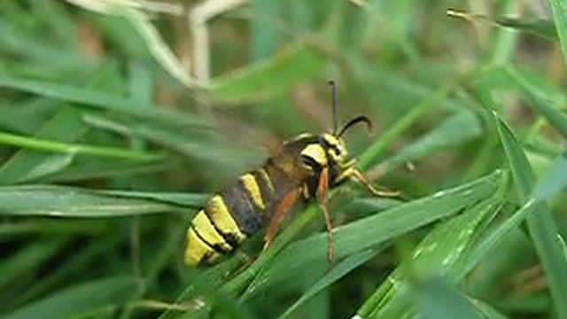 Hornet Moth in Berkshire 8 June 2007