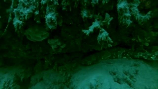 swellshark on wall scripps