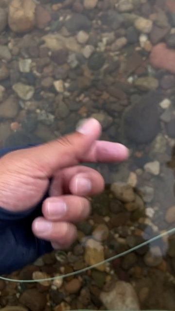 살치 플라이낚시 Sharpbelly Fly Fishing