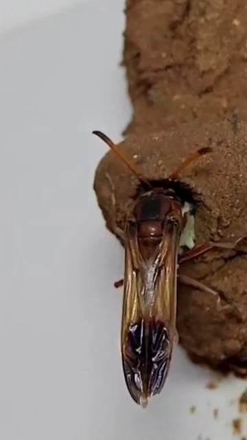 wasp reproduction #shorts #wasp