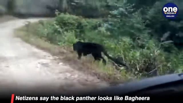 Black panther video: Is it Jungle Book's Bagheera? | Oneindia News