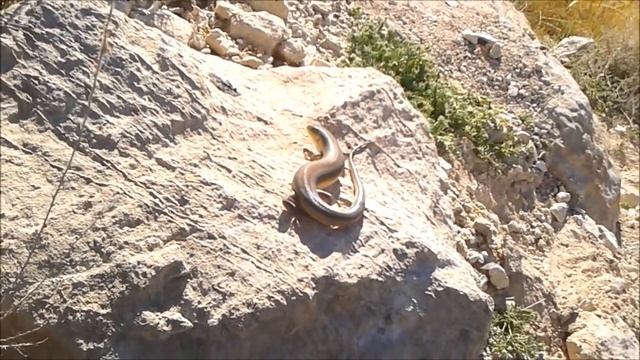 חומט מנומר דרומי, שחרור - Eumeces schneideri schneideri, releasing