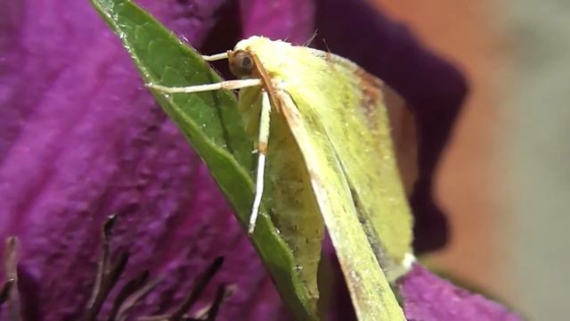 Brimstone Moth | Opisthograptis luteolata