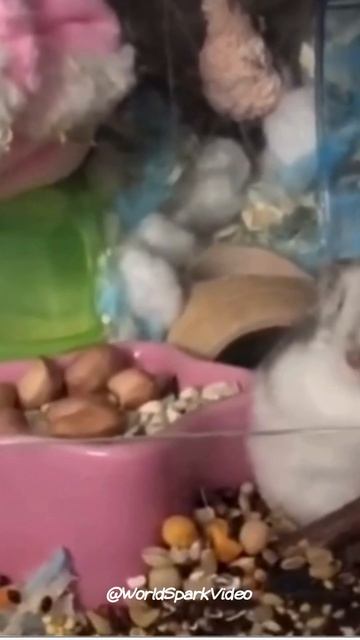 Pet Hamsters: Winter White Russian Dwarf Hamster