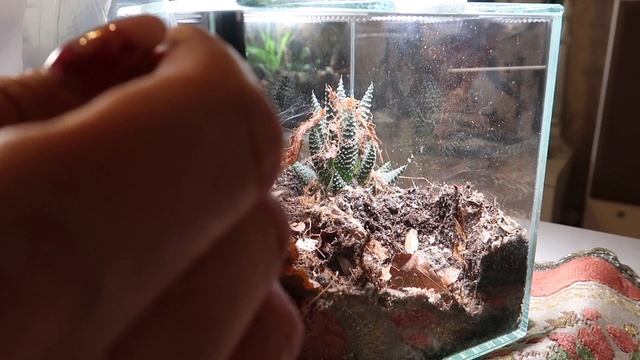 👇Collection of unseen nature👇- Alan got new home! |Grammostola pulchripes