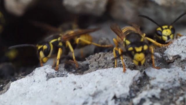 Оса Vespula germanica (Fabricius, 1793)