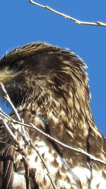 Sound up! 😄🦅🖤👍 bald eagle and friends in delta bc 🇨🇦