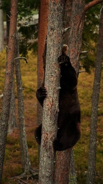 Brown bears are excellent climbers. Wow magnificently beautiful 😍