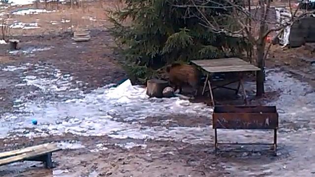 Дикий кабан играет в футбол