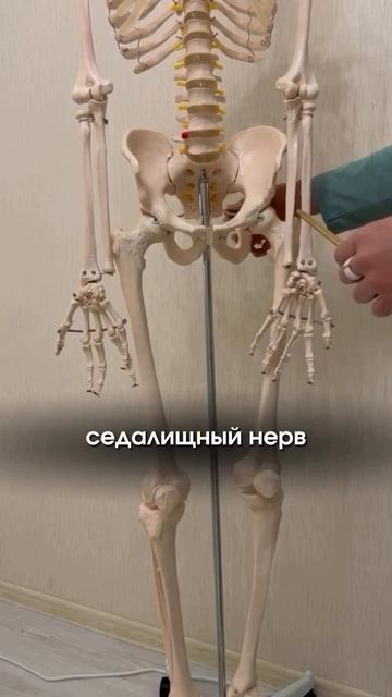 Чтобы избавиться от болей в тазу, присоединяйтесь к нашим тренировкам на стабилизацию таза на курсе