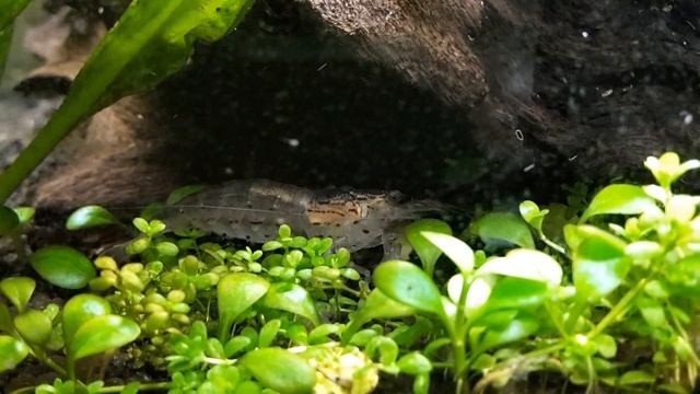 2017-02-13 Caridina japonica rummaging through the ground part 1