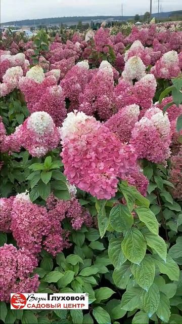 ❤️ Один из флагманских сортов Строберри Блоссом/Strawberry Blossom❤️