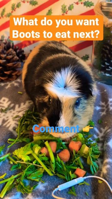 Boots eats salad 🥗 #shorts #viral #funny #food #asmr #guineapig #homepage #funnyanimals