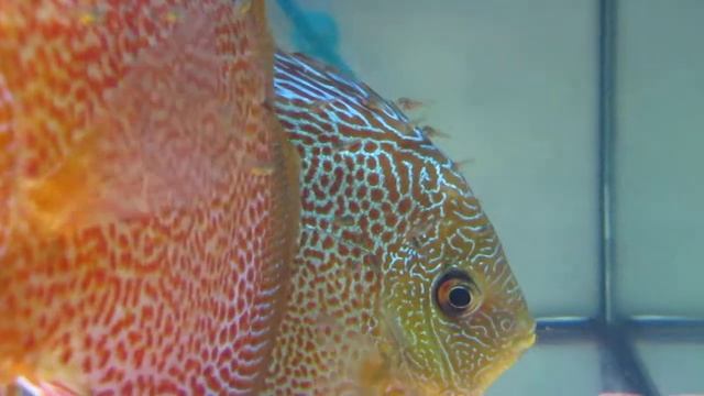 Eruption discus