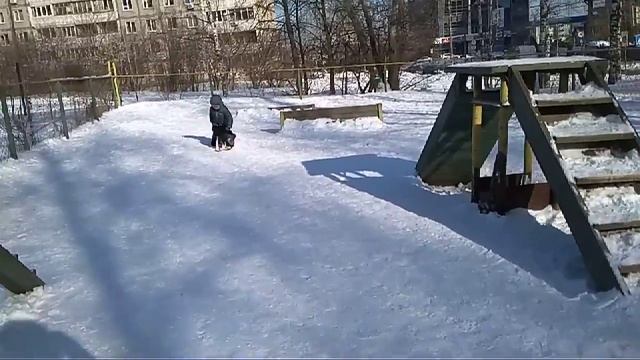 Дрессировка собак-Хаски Белла 3 мес .Дрессировщик Максим