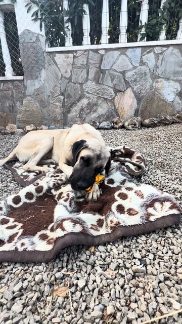 Kangal Welpen #Alanya#shorts #puppy #kangal #hunde #dog #alanya #türkei #köpek #yavru #собаки