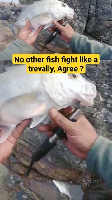 no other fish fight like a trevally🎣😉 agree? #kokan #fishing #viral #shortsfeed #shortsyoutube #fis