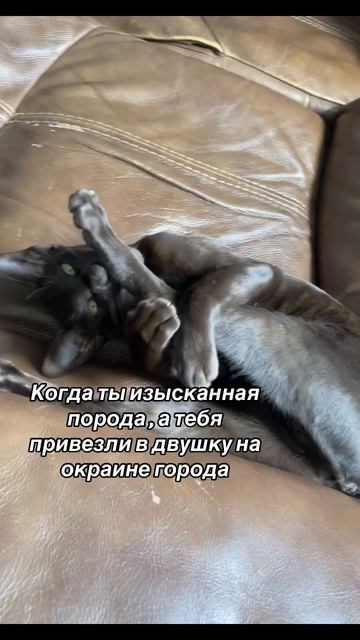 Смешное видео каждый день
