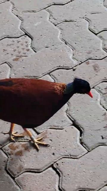 crested wood partridge #shorts