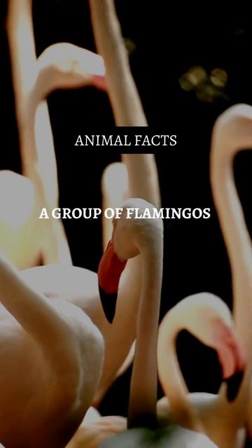 Facts of the flamingo bird. #animalfacts #youtubeshorts #birdfacts