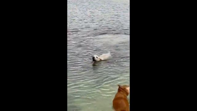 ИШак - Икающий Шакал