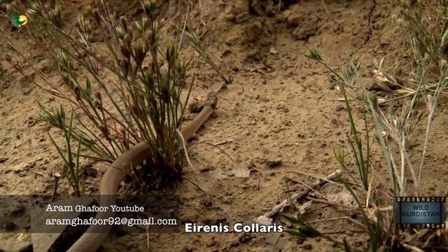 WILD KURDISTAN Eirenis Collaris حیةالسلام ...تولهماری سهرمێوژه