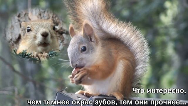 "Сильная сторона" белки\The "strong side" of the squirrel