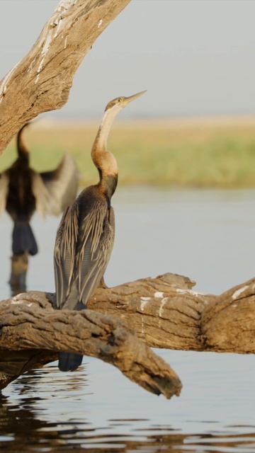 African darters on the Chobe River, Botswana. #shorts #birdphotography #chobe #birdwatching