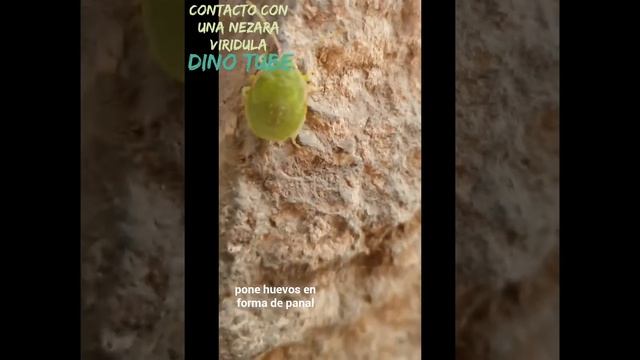 Conociendo un insecto: Nezara Viridula