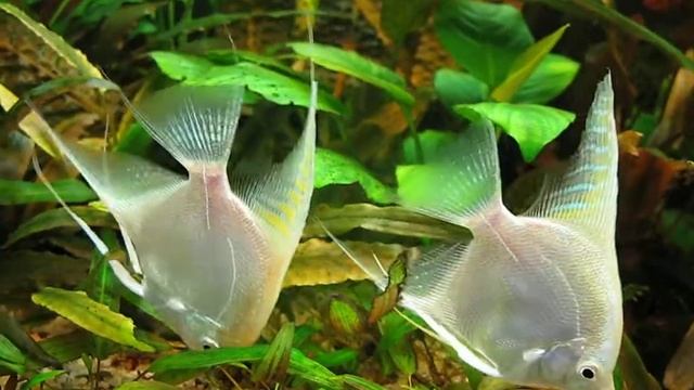 Pterophyllum scalare Platinum