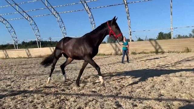 Лошадь на продажу! 2018 г.р.