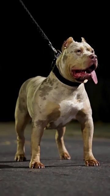 👑QueenBellaTrix👑 How do you like that 😉 #photography #viralshorts #shorts #fyp #trend #viral #22