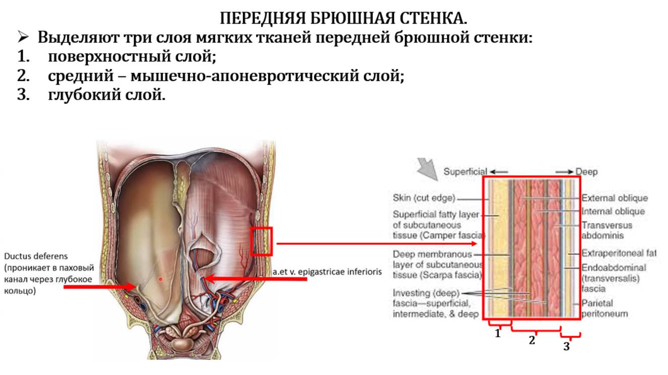 Передняя брюшная стенка - топографическая анатомия, доступы к органам брюшной полости