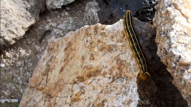 Sphinx Caterpillar Worm Hole