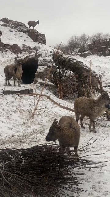 Внушительные рога мархура.