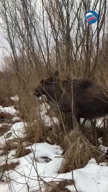 Беременная лосиха провалилась в ручей и замерзла, но нашлись добрые люди