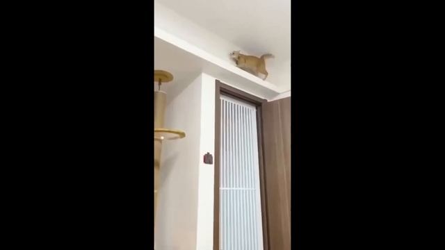 Бег