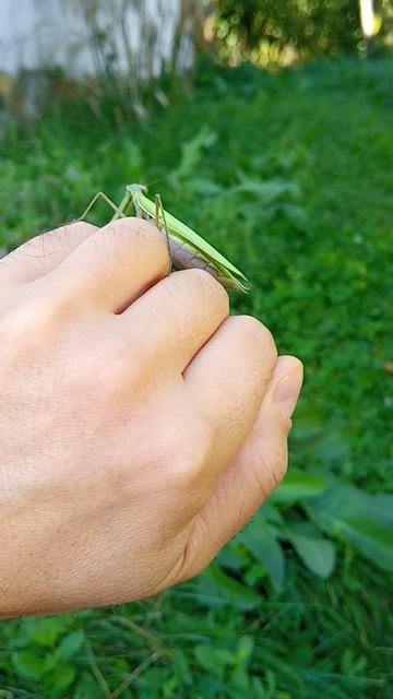 Gorgeous female mantis (Hierodula transcaucasica)