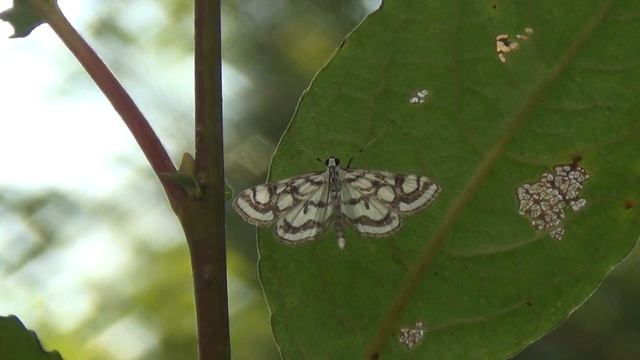 Järvikoisa. Suolla oleva perhonen