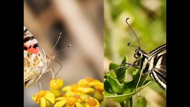 Butterflies of South Africa - Photo's by Greg Morgan