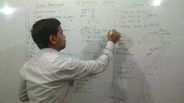 Blood supply part - 1 l Abdominal aorta l Anatomy I Coeliac trunk I aiapget l #aiapget2024 #anatomy