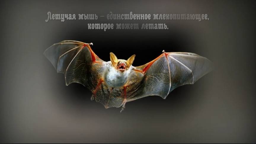 Интересные факты о животных.  А вы это знали?